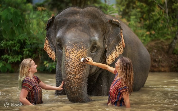 Elephant Jungle Sanctuary: Ethical Half-Day with the Herd