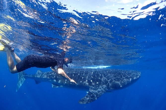 Manta Ray & Whale Shark Encounter: Private Research Boat