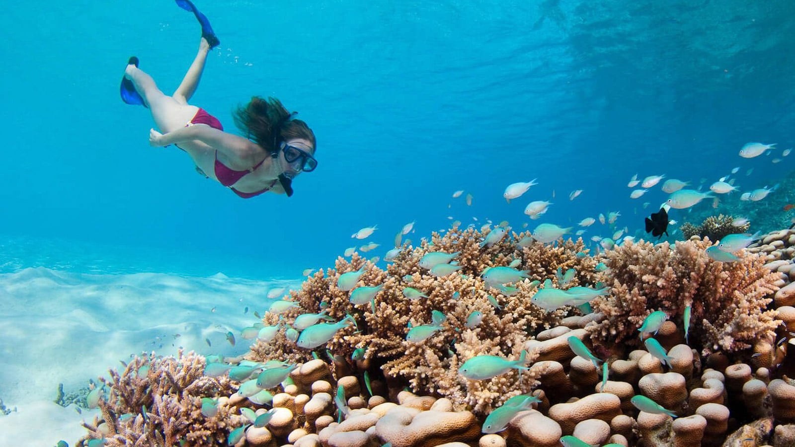 Discover Scuba Dive on a Pristine Malé Atoll Reef