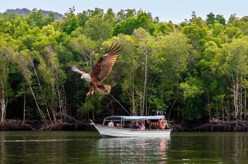 Kilim Geoforest Mangrove: Private Boat Expedition & Eagle Feeding