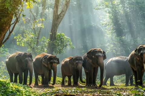 Yala National Park Private Safari — Big Cats & Elephants