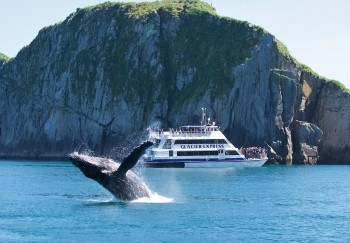Whale Watching: Resurrection Bay Expert-Led Expedition