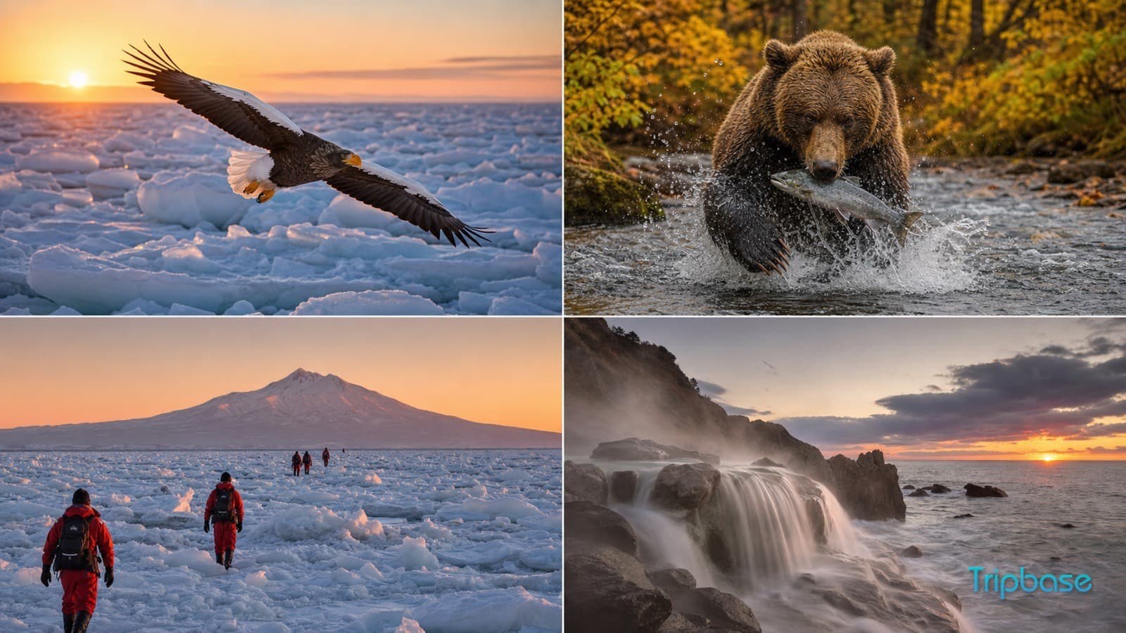 Shiretoko Peninsula: UNESCO Wilderness & Brown Bear Safari