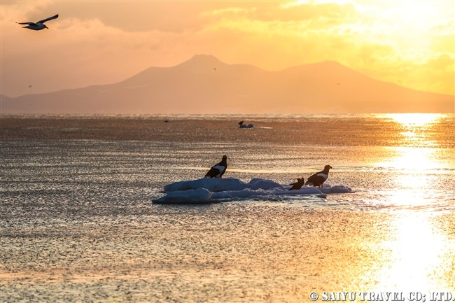 Rausu: Private Charter for Steller's Sea Eagles & Sperm Whales