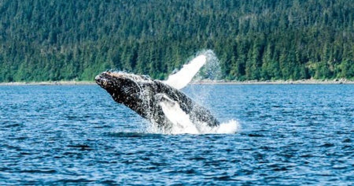 Whale Watching Photo Safari: Humpbacks of Frederick Sound