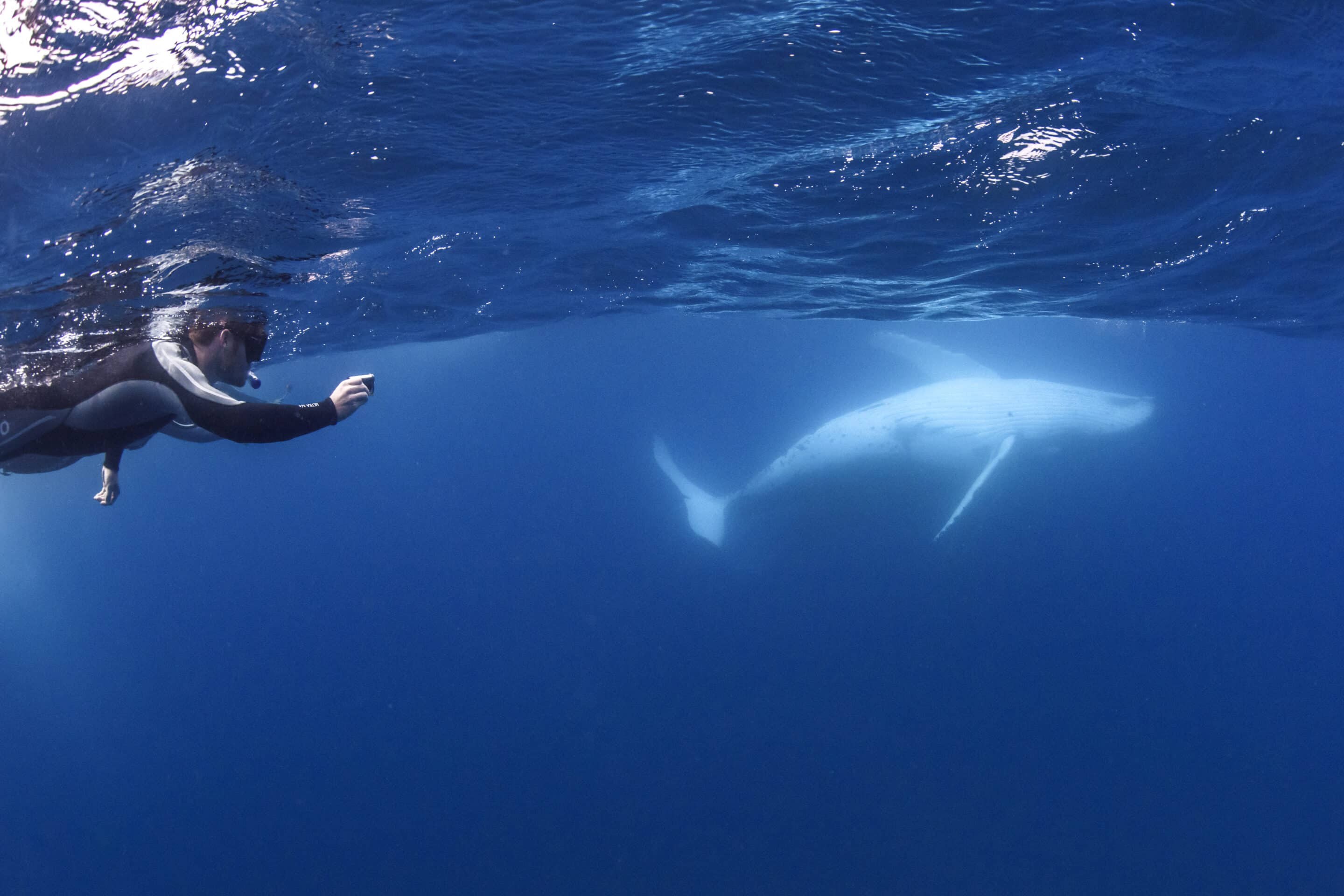 Swim with Whales: Australia's Only In-Water Whale Experience
