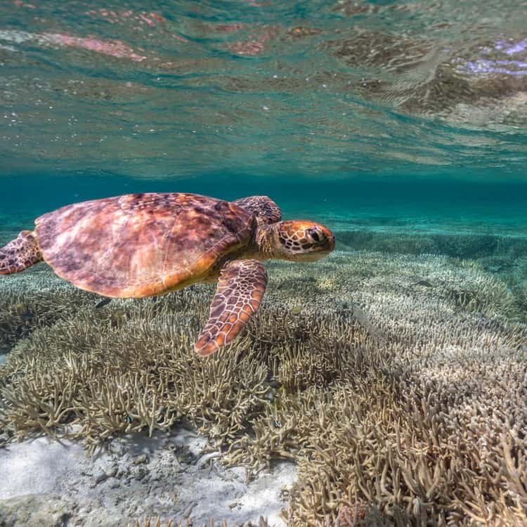 Mudjimba Island Turtle Snorkel & Swim — Small-Group Boat Tour