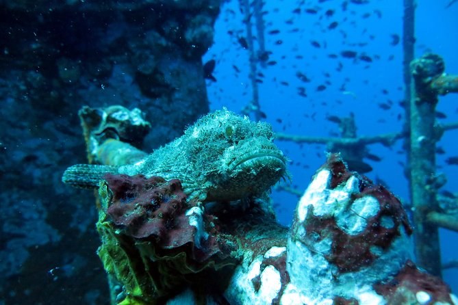 HTMS Chang Wreck & Coral Reef Private Scuba Dive