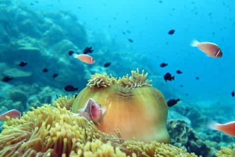 Koh Rang Snorkelling Day: Pristine Reefs & Buffet Lunch