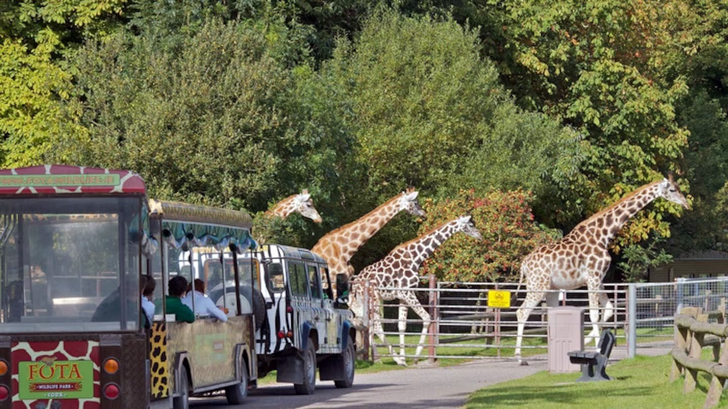Fota Wildlife Park: Ireland's Premier Open Wildlife Experience