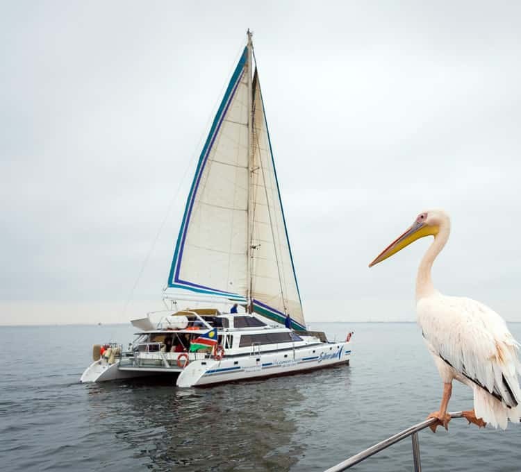 Walvis Bay: Marine Big 5 Luxury Catamaran Cruise