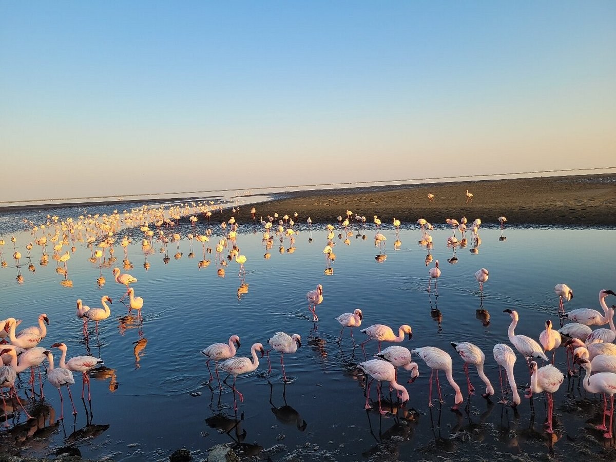 Walvis Bay Flamingo Lagoon & Salt Pan Birding Experience