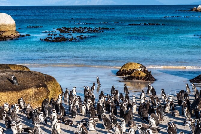 Cape Peninsula Private Drive: Cape Point, Good Hope & Penguins