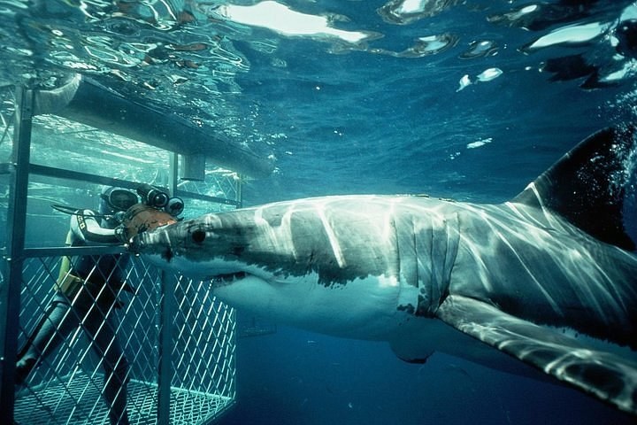 Great White Shark Cage Diving: Gansbaai Day Expedition