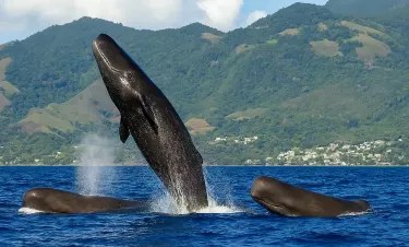 Sperm Whale & Dolphin Watch: Dominica's Deep-Water Giants