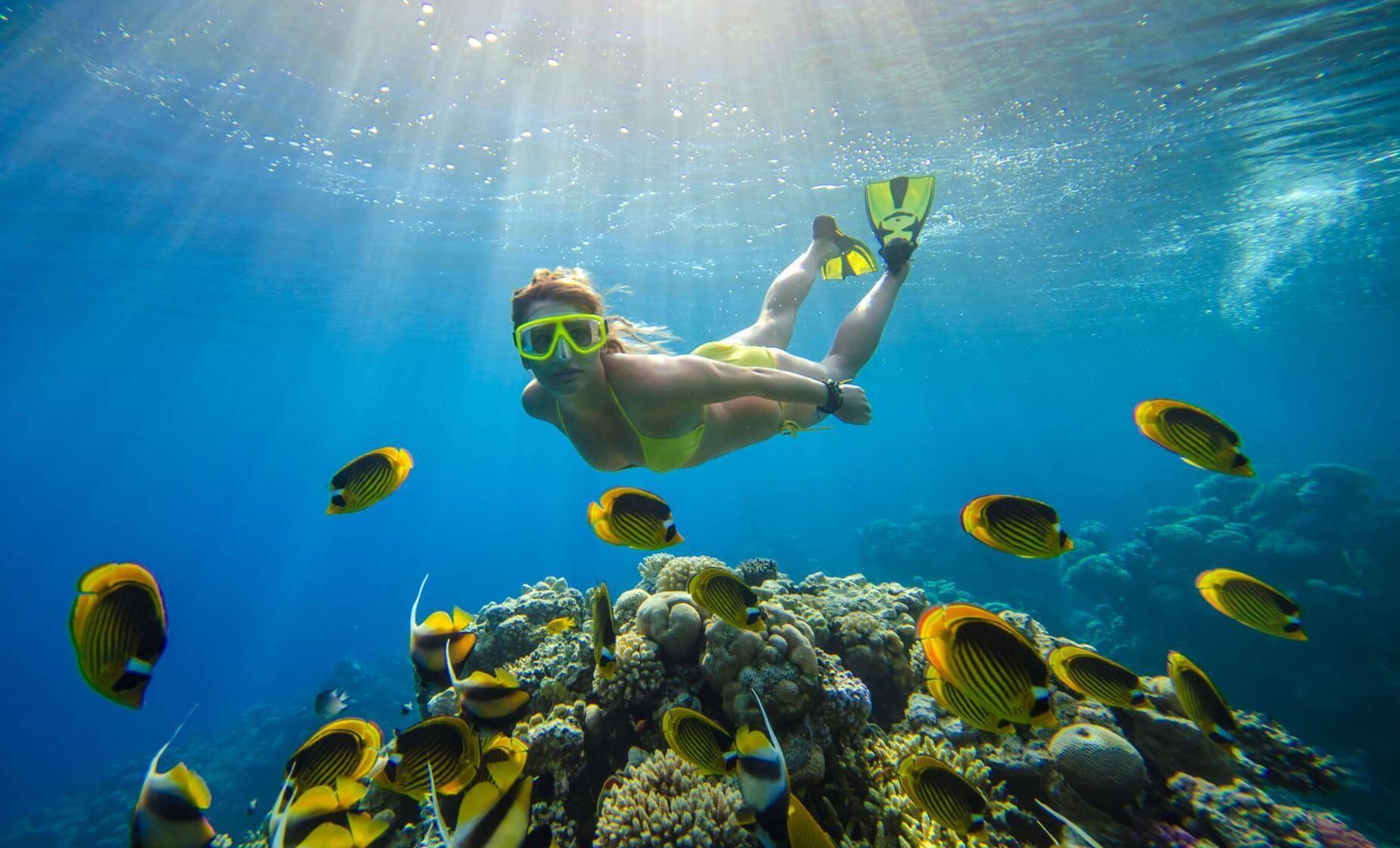 Champagne Reef Snorkel & Scotts Head: Dominica's Marine Marvel