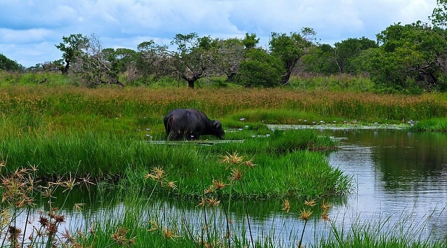 iSimangaliso Wetland Park: Big 5 & Whale Coast Safari