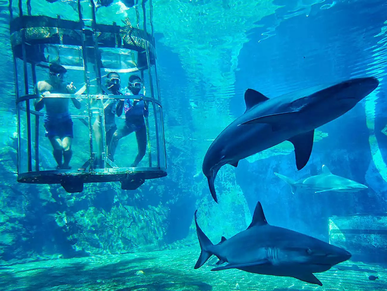 uShaka Marine World: Private VIP Shark Dive Experience