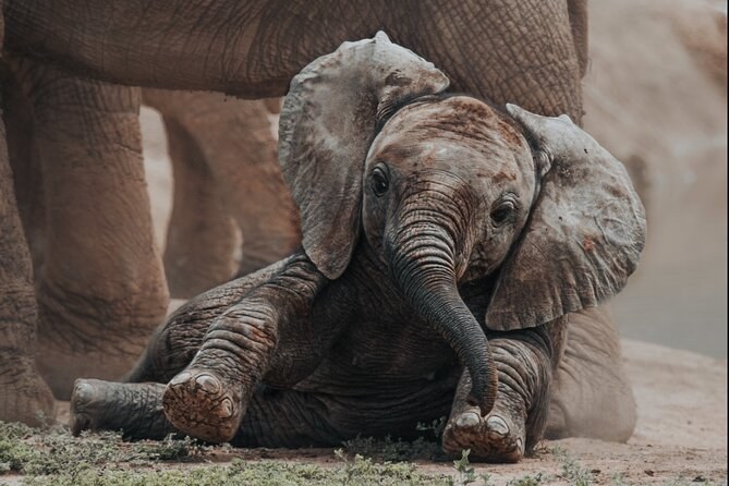 Addo Elephant National Park: Private Full-Day Big Five Safari