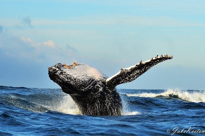 Algoa Bay Whale, Dolphin & African Penguin Island Cruise