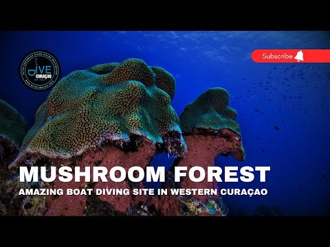 Exclusive Curaçao Reef Scuba Dive: Mushroom Forest & Tugboat