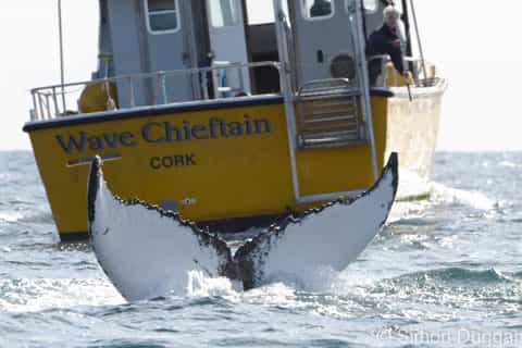 Cork Harbour Whale & Dolphin Watching Boat Expedition