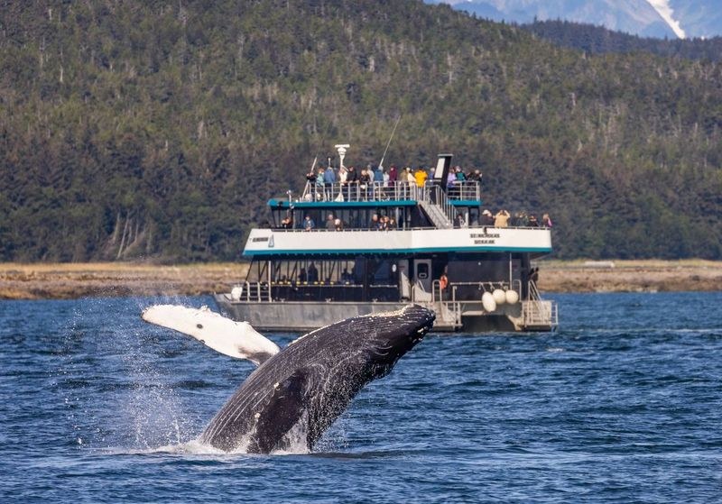 Humpback Whale Watching & Wildlife Quest