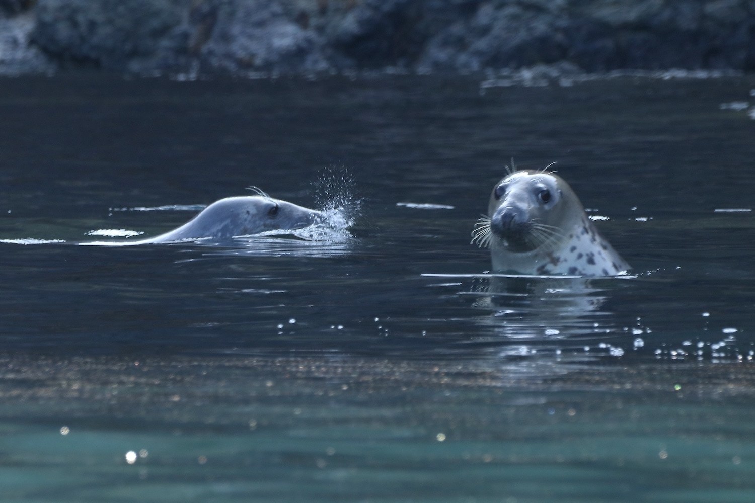 Strumble Head: Dolphin, Porpoise & Seabird Boat Safari