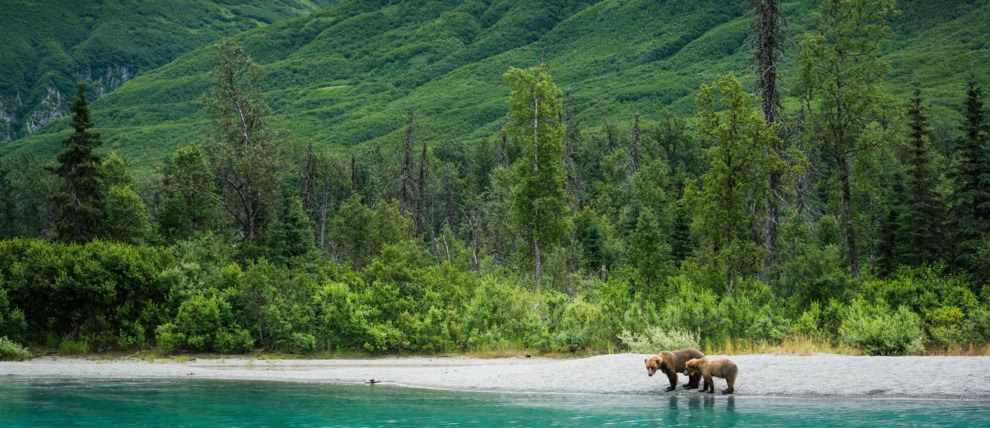 Lake Clark National Park Fly-In Brown Bear Viewing