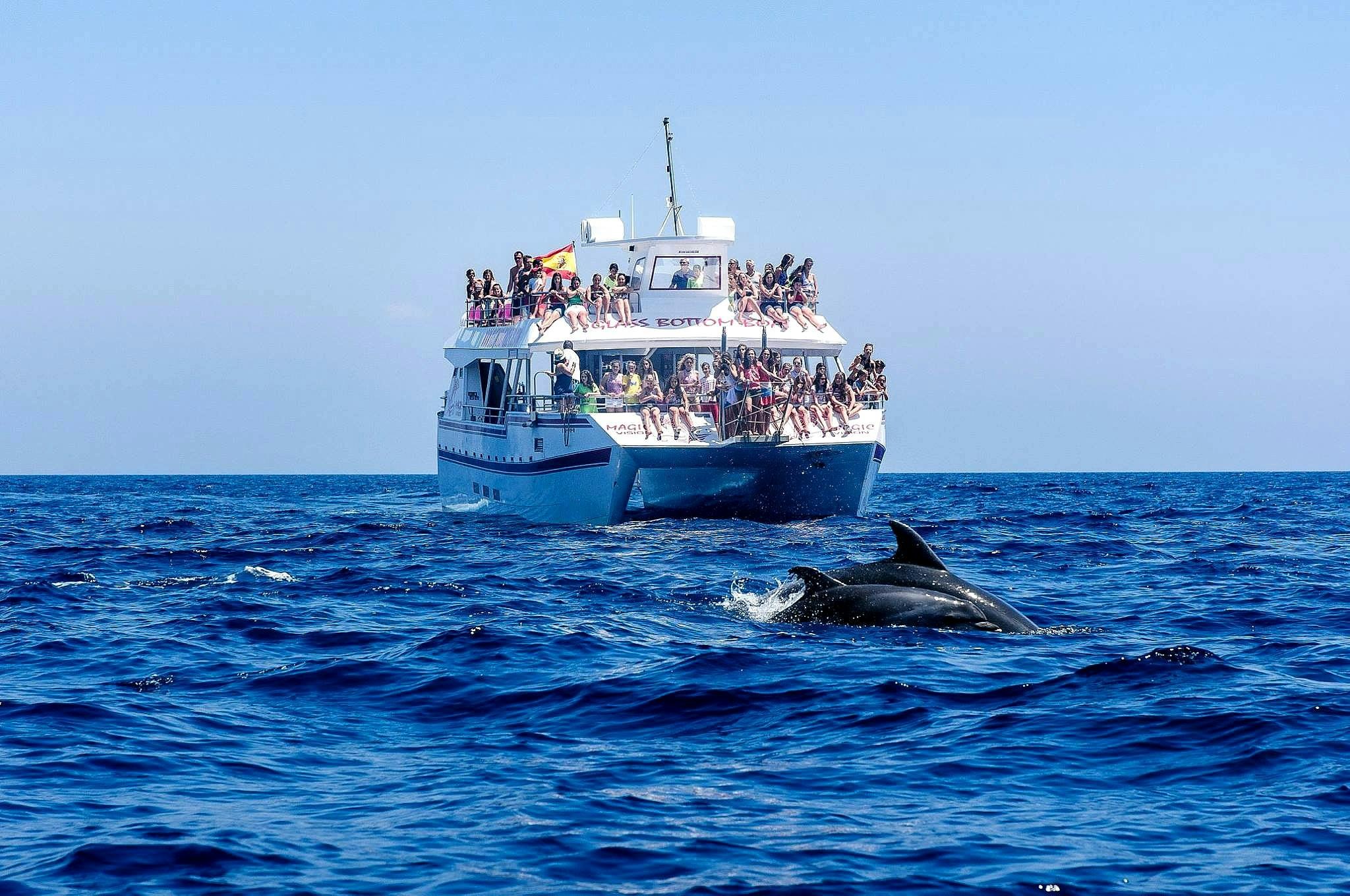 Dolphin Watching Expedition on the Costa del Sol