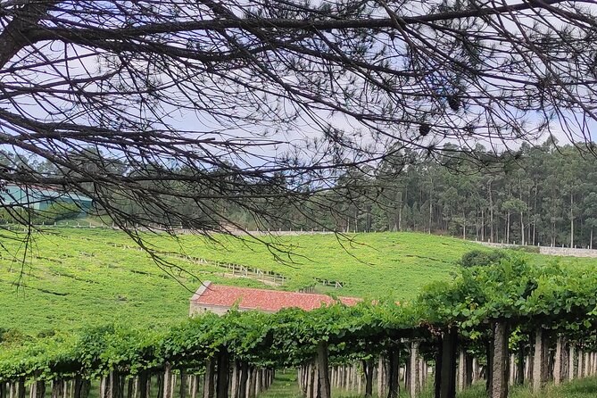 Rias Baixas Private Wine & Coastal Villages Shore Tour