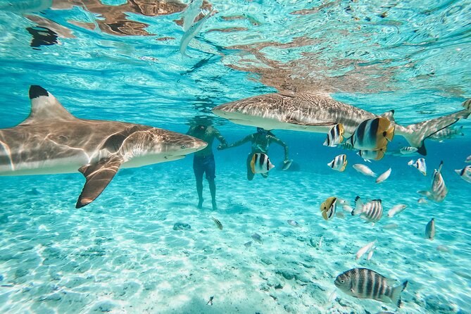 Private Lagoon Safari: Sharks, Rays & Coral Gardens