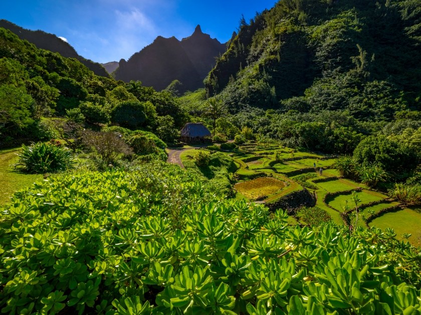 Limahuli Garden & Preserve: Ancient Taro & Native Flora Tour