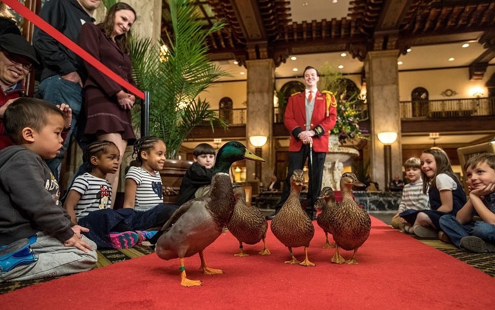 Memphis Duck March & Peabody Hotel Grand Afternoon Experience