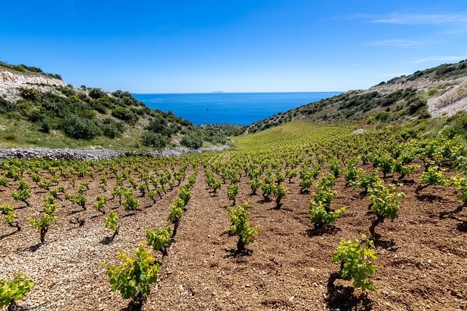 Hvar Island Wine & Olive Oil Tasting with a Local Expert