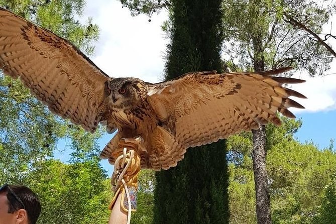Sokolarski Raptor Centre: Private Falconry & Medieval Hunting Arts