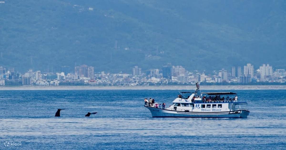 Half-Day Whale & Dolphin Watching: Pacific Blue-Water Safari
