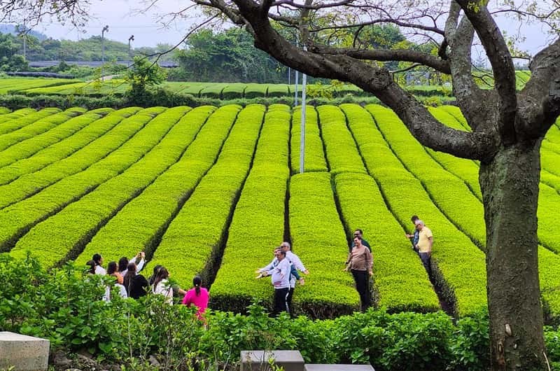O'Sulloc Tea Estate: Private Immersion in Korea's Finest Green Tea