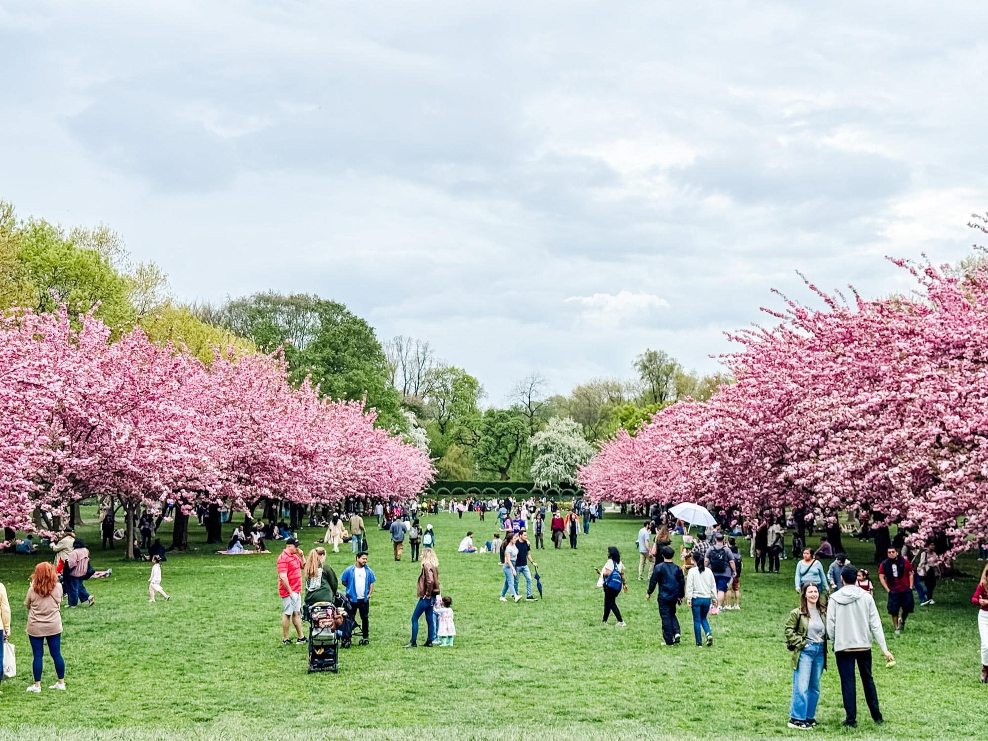 Brooklyn Botanic Garden: Cherry Blossom Season Private Visit
