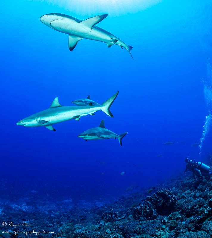 Fakarava South Pass: Drift Dive with 700 Gray Reef Sharks