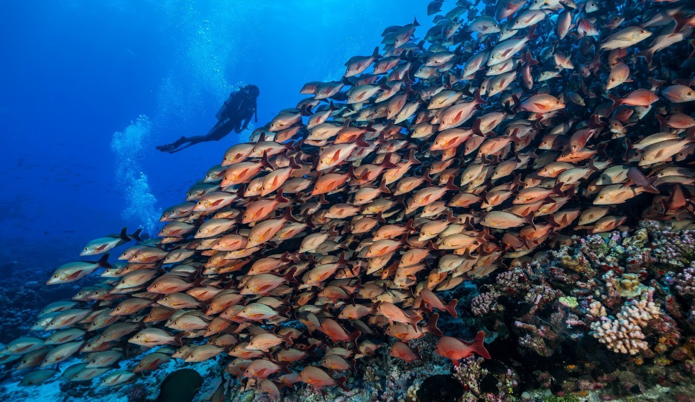 Garuae Pass Drift Snorkel: Sharks, Rays & Coral Cathedrals