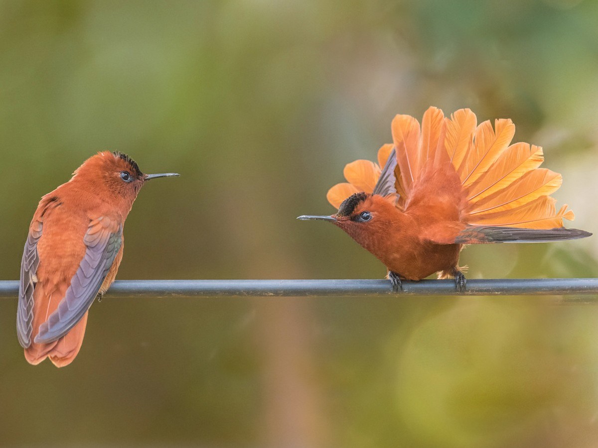 Juan Fernández Firecrown Birdwatching: Endemic Species at Dawn