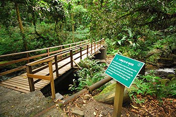 Vermont Nature Trail: Private Cloud Forest & Parrot Watch