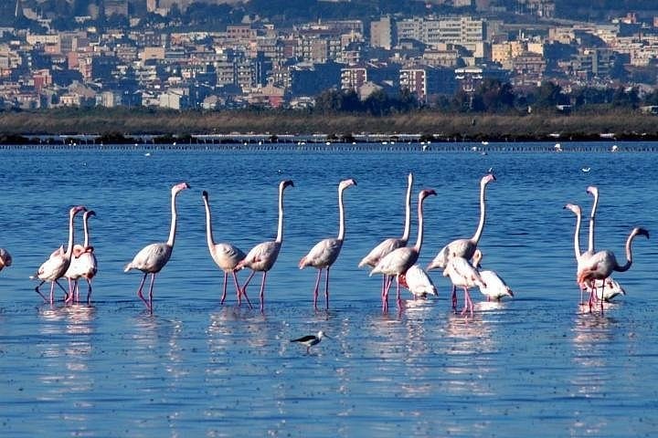 Molentargius flamingos by e-bike or guided boat — Europe's pink-flamingo lagoon on the city's edge