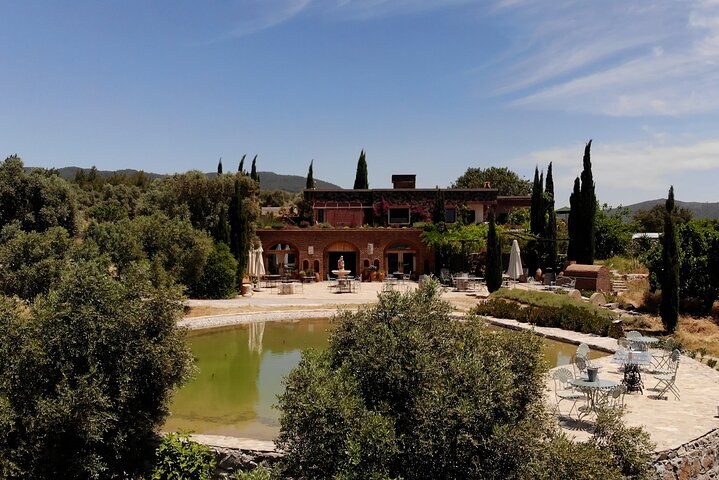 Bodrum Vineyard Lunch & Aegean Wine Tasting Experience