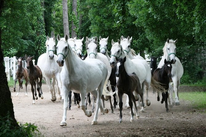 Lipica Stud Farm: Lipizzaner Performance & Private Karst Tour