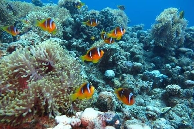 Red Sea Snorkel Safari: Private Boat to Safaga's Pristine Coral Reefs