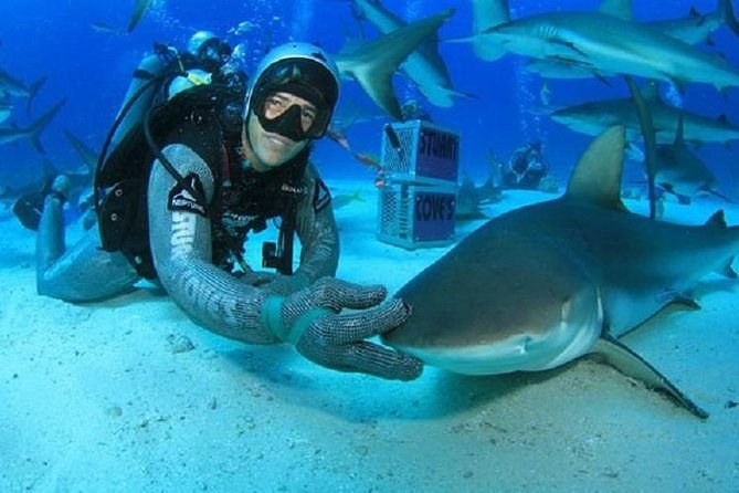 Shark Adventure 2-Tank Feed Dive (the Hollywood Shark Outfit)