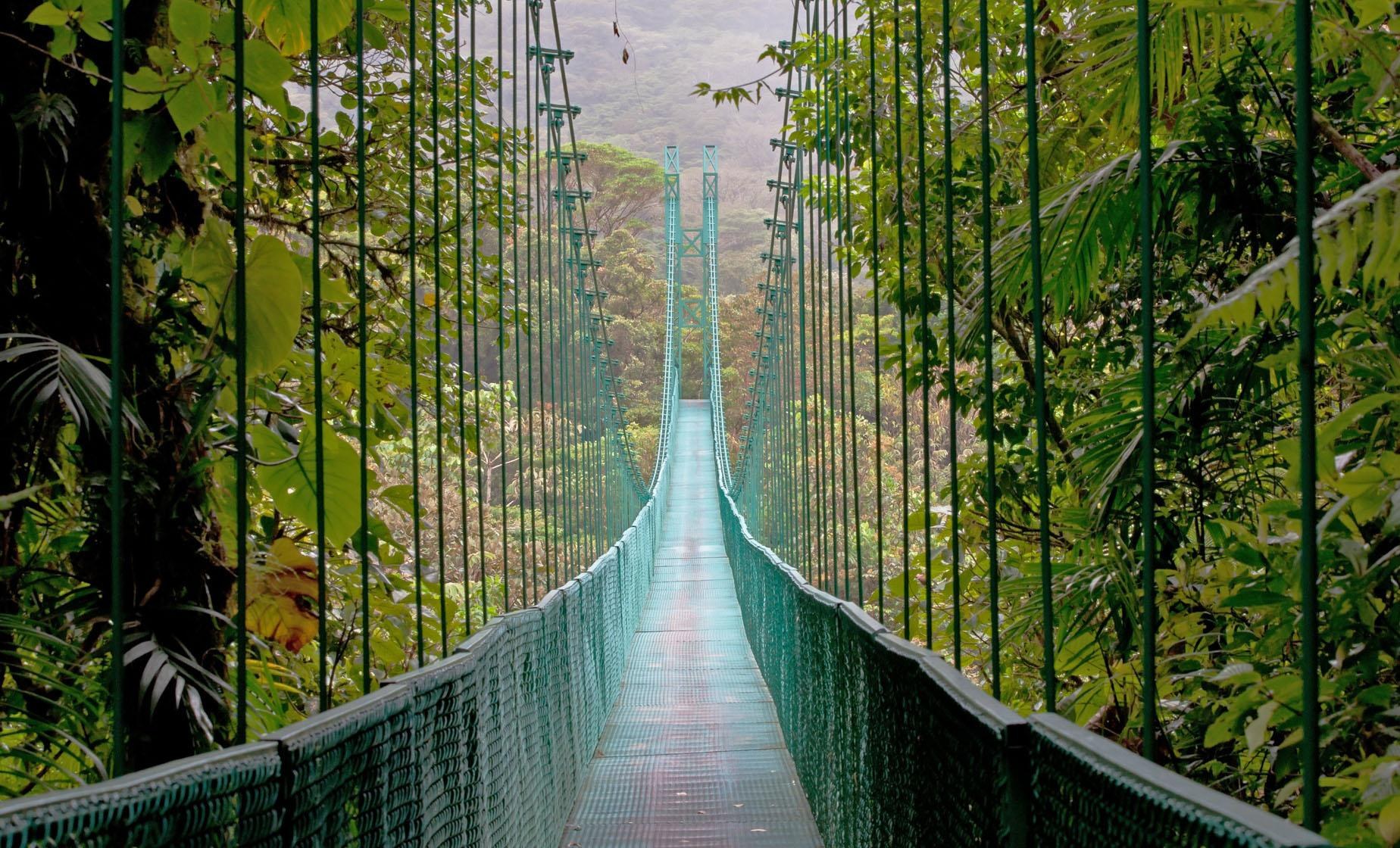 Monteverde Cloud Forest: Private Guided Reserve Walk & Hanging Bridges