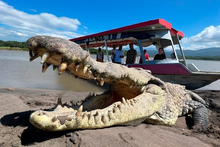 Tarcoles River: Private Crocodile & Wildlife Boat Safari